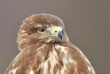Common buzzard (Buteo buteo)