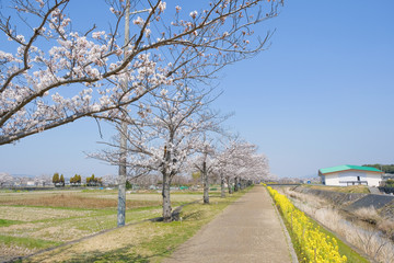 木津川市の桜並木道
