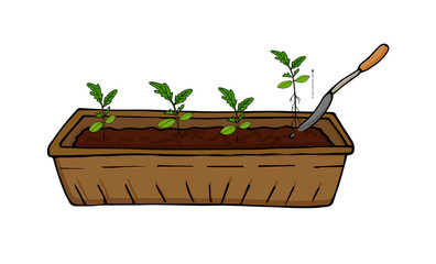 Growing seedlings of vegetables and flowers, transplanting sprouts. Vector