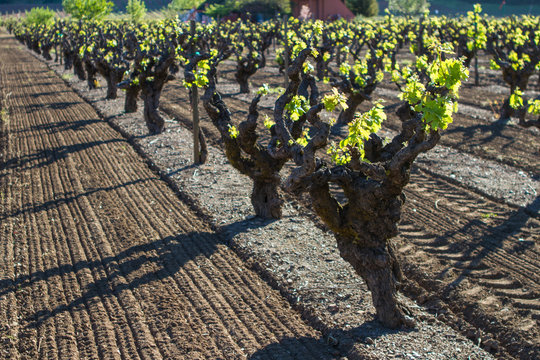 Ready, Grow! - Tidy rows of old growth grape vines celebrate the arrival of spring. Sonoma County, California, USA