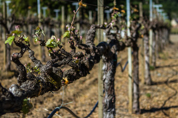 Old Row Bud Break - A old vine vineyard row starts another growing season. Sonoma County, California, USA