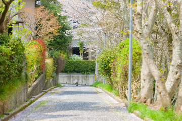 桜の咲く散歩道