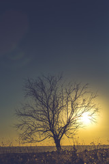 Lonely tree at sunset in autumn time
