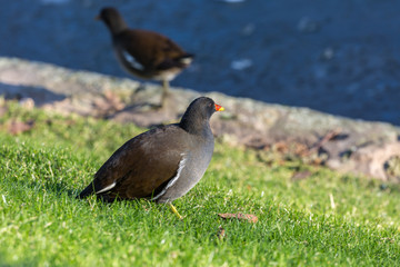 Bird on grass