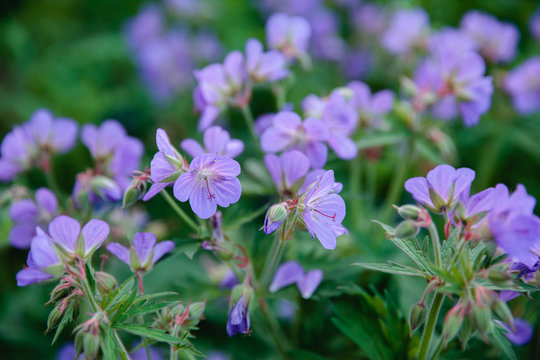 Fototapeta flowers of meadow geranium, Geranium pratense