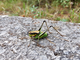 grasshopper