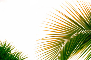 coconut leaves on white background,Palm leaf,Palm leaves and coconut leaves for graphic work