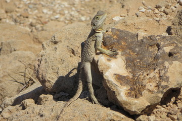 Lizard