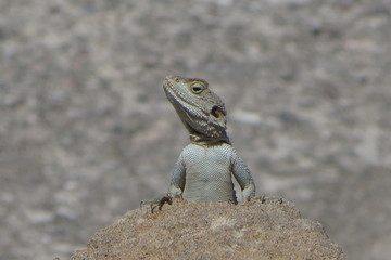 Lizard