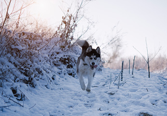 siberian Husky running