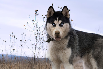 siberian husky