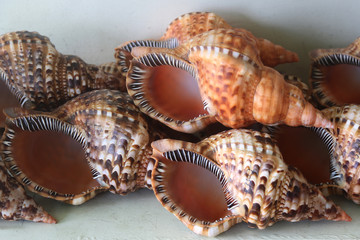 Caribbean sea shells