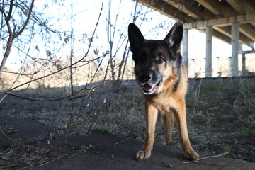 Dog German Shepherd under bridge outdoors in spring