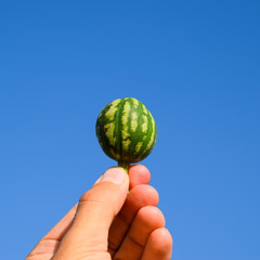 A small watermelon in the hand against the blue sky.