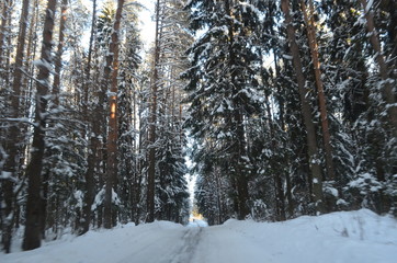 Fantastic Russian forest in winter