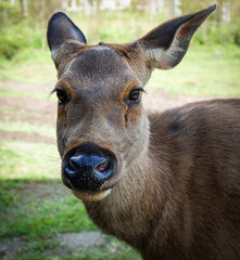 Deer face and head / close up of red deer female looking