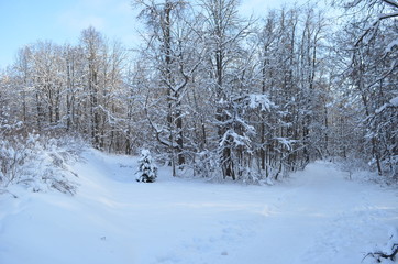 Russian forest in winter