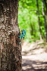 Garden lizard on tree common lizard asia reptile wildlife on natute (Oriental garden lizard) - Green Blue Lizard