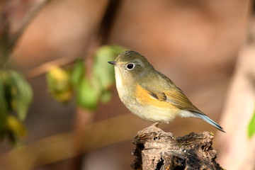 ルリビタキ　メス