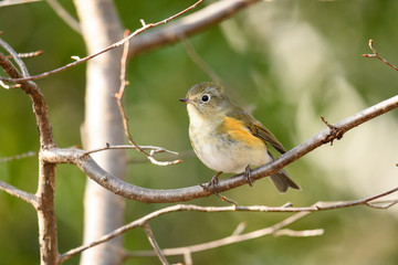 ルリビタキ　メス