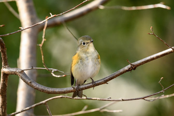 ルリビタキ　メス