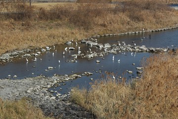 Egrets gathered at the Kuma River in Japan
