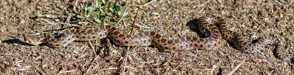 Naklejka premium Adult Pacific Gopher Snake (Pituophis catenifer catenifer) crawling. Ed Levin County Park, Santa Clara County, California, USA.