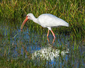 A white ibis found a bite to eat!