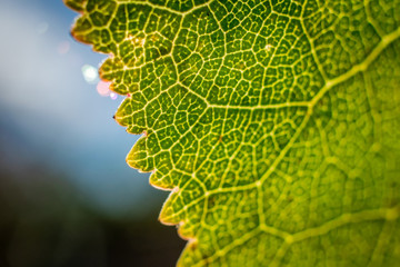 green leaf with sun flare