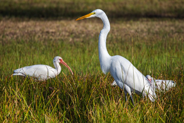 Fototapeta premium A great egret and a white ibis hunting for a meal in the wet grass!