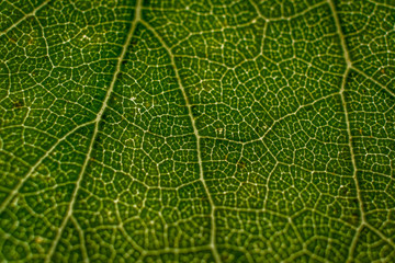 green leaf texture