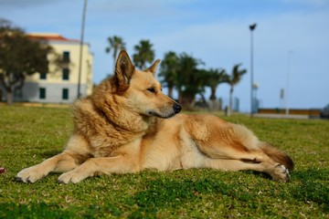 Hund in Funchal
