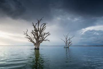 Dead trees in lake