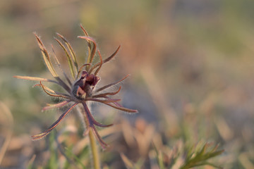 Bud of Pulsatilla vulgaris or pasque flower