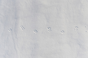 Traces of animals in crusty snow. Fox, wolf, dog footprints. Concept of hunting and shooting wild animals. Migration and mating time.