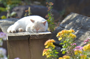 庭でくつろぐ猫