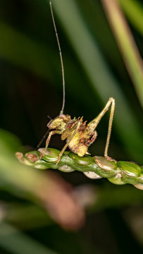 Ninph of katydids 