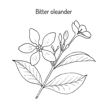 Bitter oleander Wrightia or holarrhena antidysenterica , medicinal plant