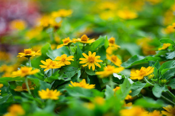 yellow flowers in garden