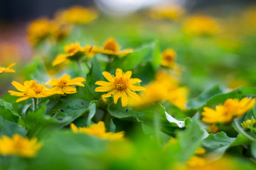yellow flowers in garden