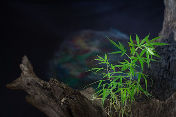 Still Life of Green Cannabis Leaf on wooden