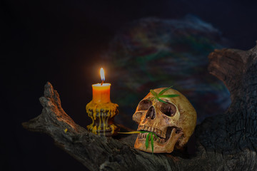 Still Life of Skull, Candle and Green Cannabis Leaf on wooden