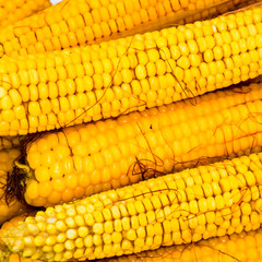 Boiled corn on an aluminum tray. Corn near. Closeup of corn. Yel