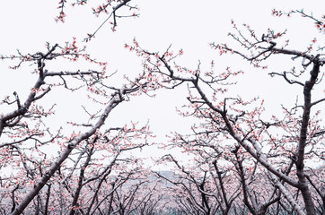Fototapeta na wymiar Peach blossoms in the peach orchard
