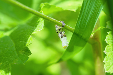 The gooseberry caterpillar (Nematus ribesii) is a garden pest that eats leaves green gooseberries
