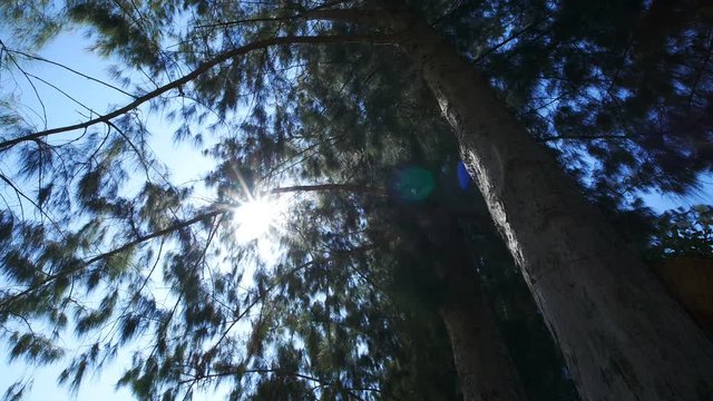 branch of Pine tree with sun