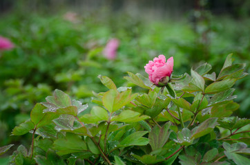Peony flowers in the rain