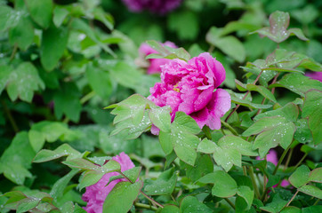 Peony flowers in the rain