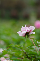 Obraz premium Peony flowers in the rain