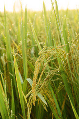 close up of ripening rice in a paddy field
